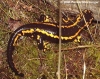 salamandra salamandra bernaderzi