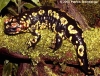 salamandra salamandra gallaica