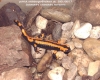 salamandra salamandra terrestris2