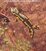 salamandra salamandra bernardezi