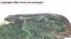 paramesotriton guangxiensis