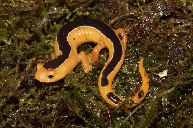 Bolitoglossa jacksoni