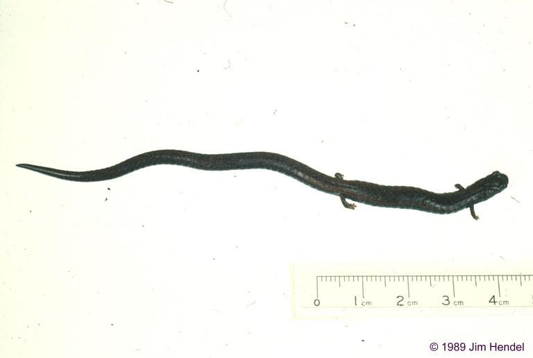 batrachoseps nigriventris