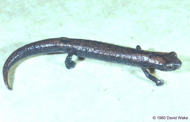 bolitoglossa occidentalis