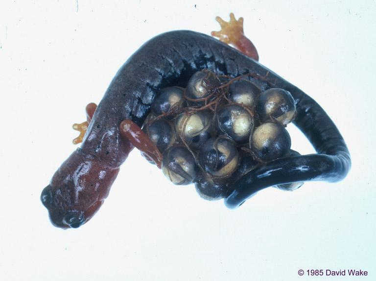 bolitoglossa pesrubra