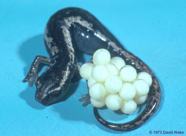 bolitoglossa rostrata