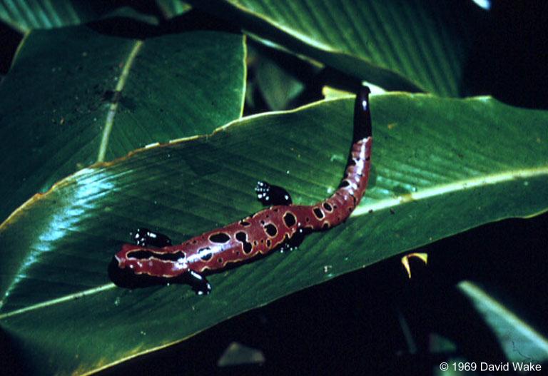 bolitoglossa salvinii