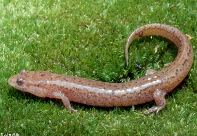 desmognathus fuscus fuscus