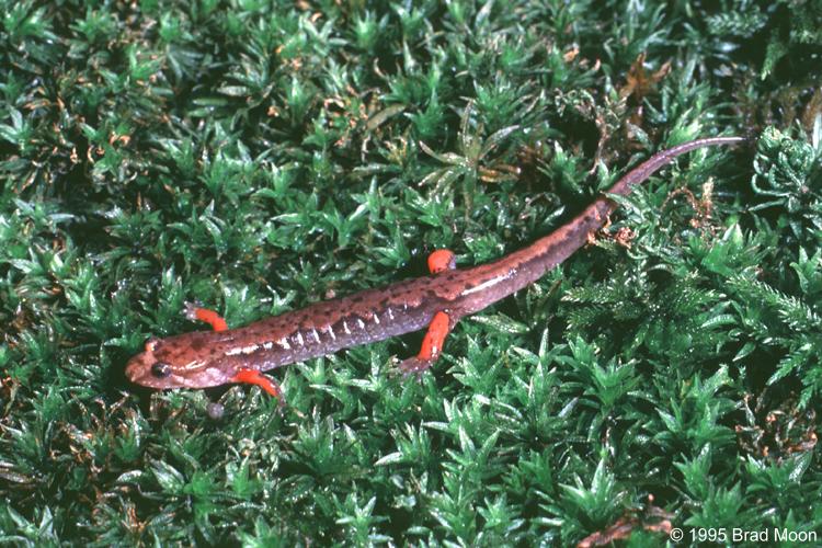 desmognathus ocoee