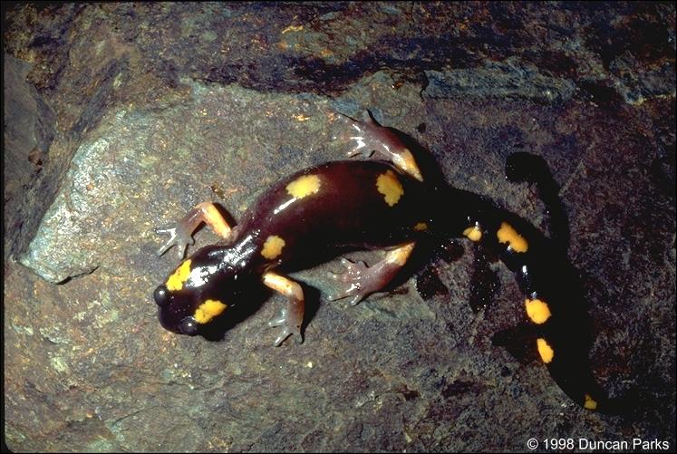 ensatina eschscholtzii croceater