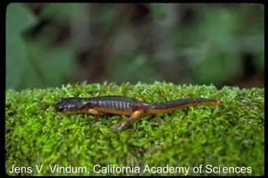 ensatina eschscholtzii oregonensis