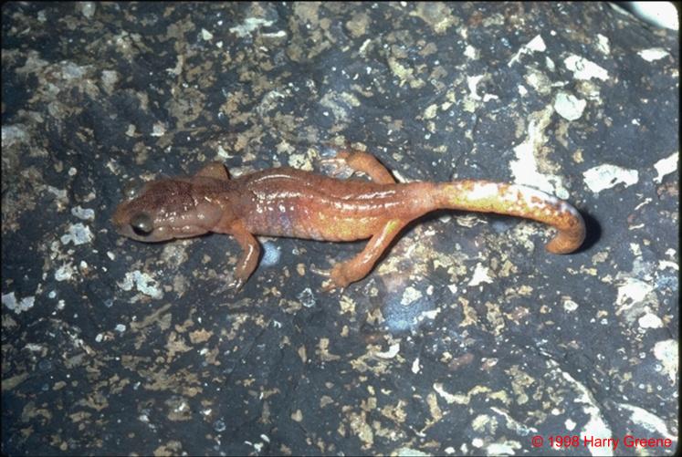 ensatina eschscholtzii picta