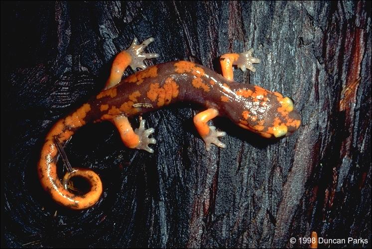 ensatina eschscholtzii platensis