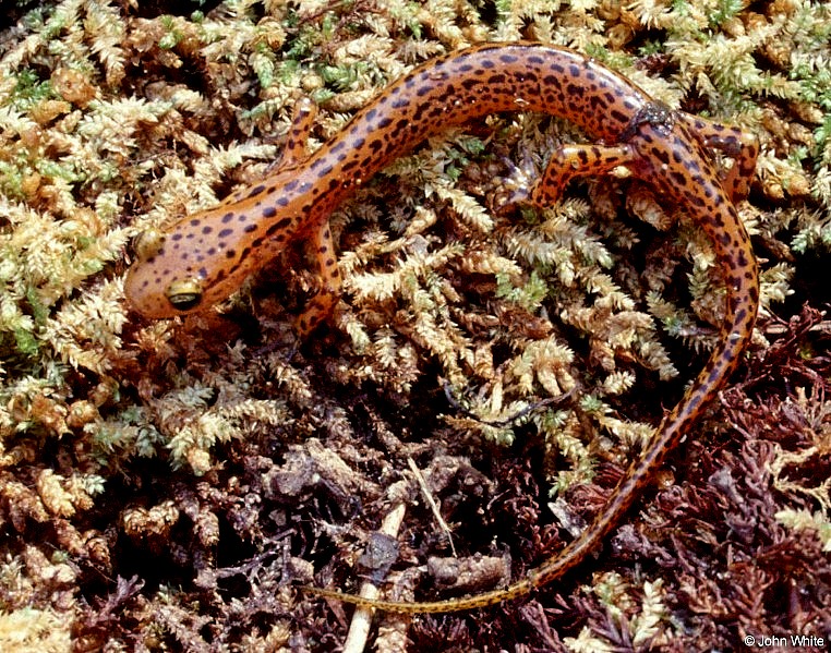 eurycea longicauda longicauda