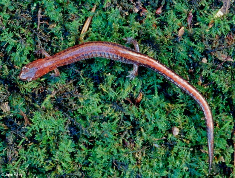 plethodon cinereus