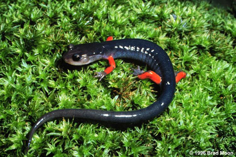 plethodon jordani