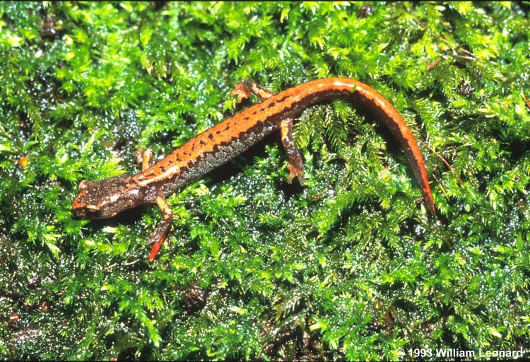 plethodon larselli