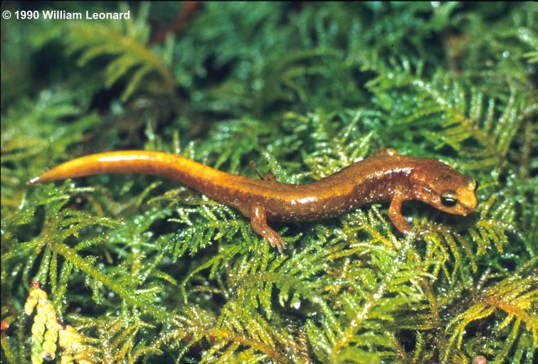 plethodon vandykei