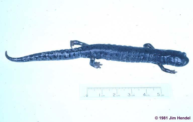 pseudoeurycea mystax