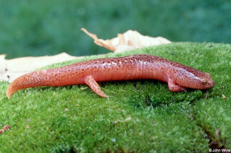 pseudotriton ruber ruber