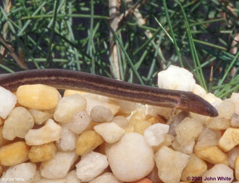 pseudobranchus striatus striatus