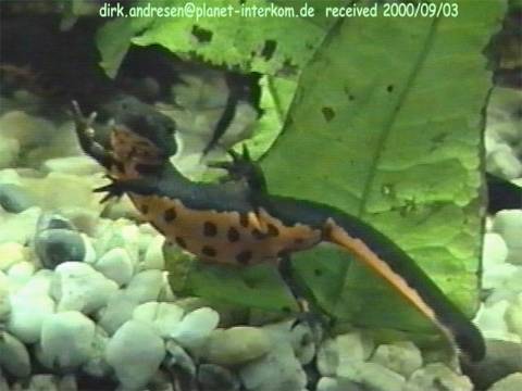 cynops orientalis2