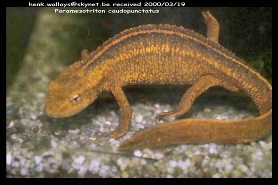 paramesotriton caudopunctatus2