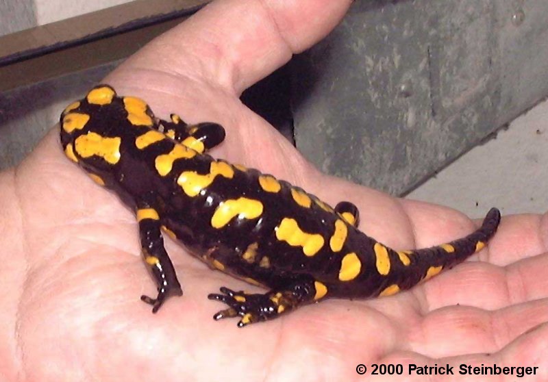 salamandra corsica