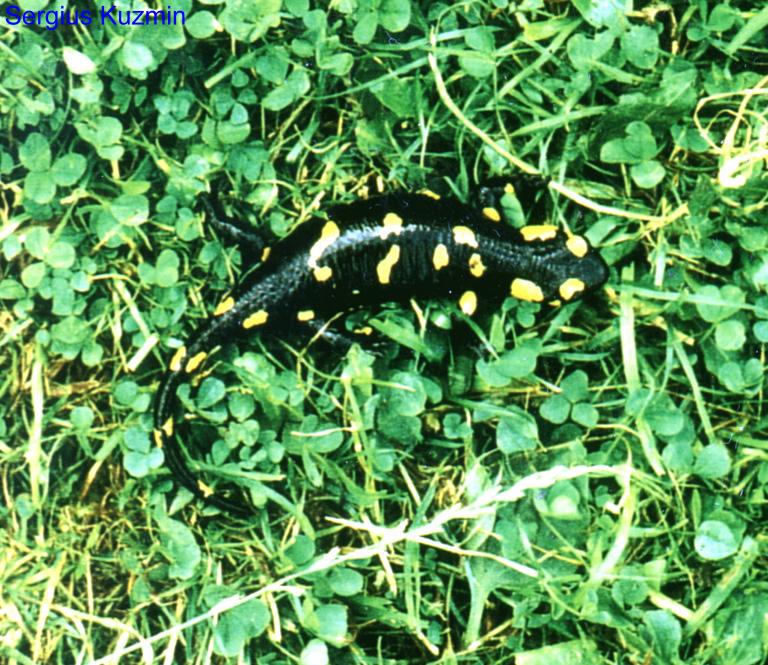 salamandra salamandra salamandra