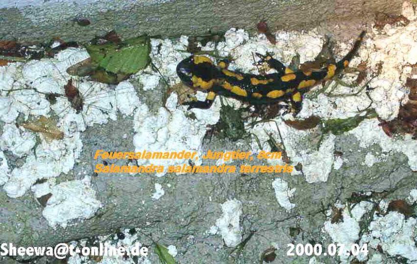 salamandra salamandra terrestris