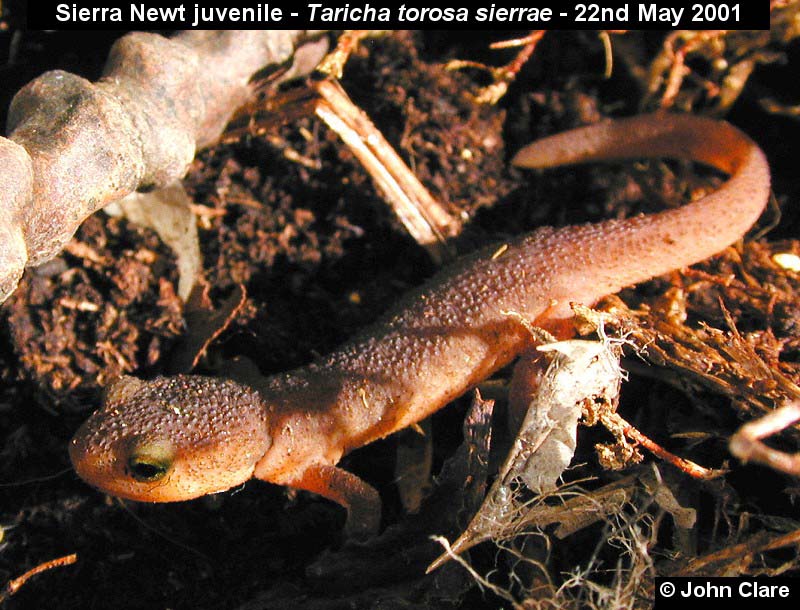 taricha torosa sierrae