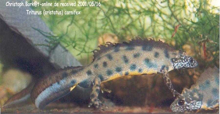 triturus   cristatus  carnifex