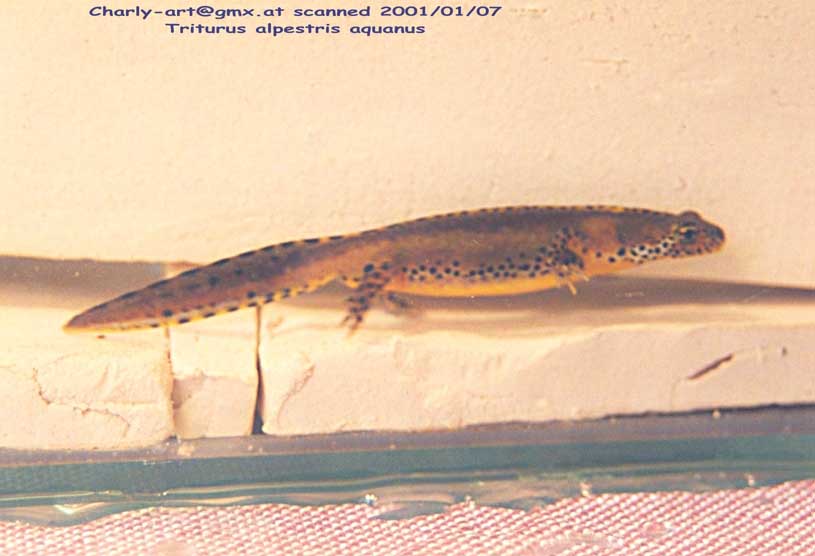 triturus alpestris aquanus