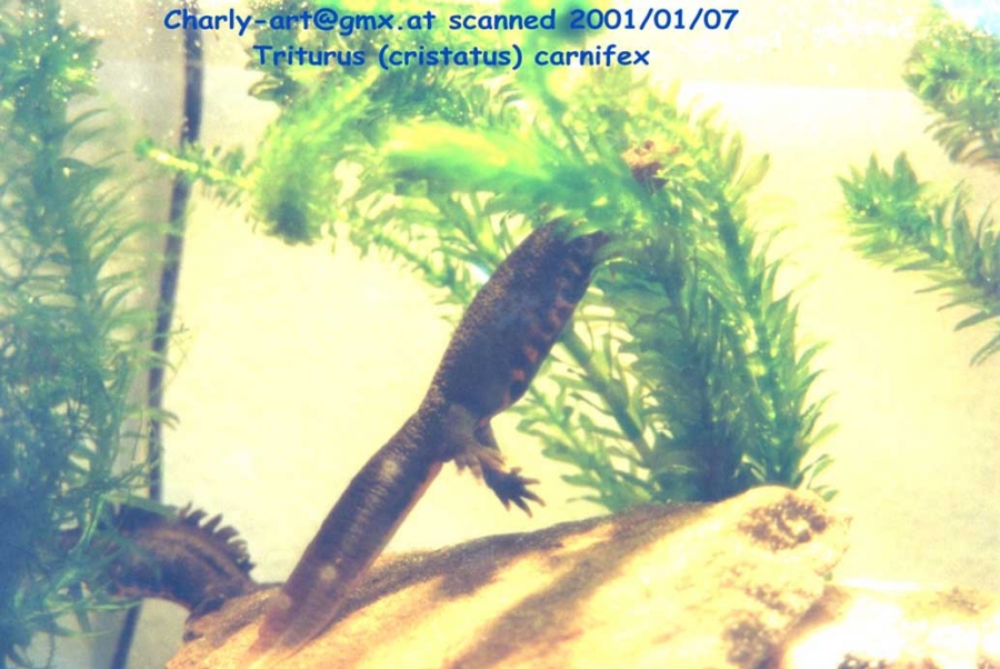 triturus carnifex