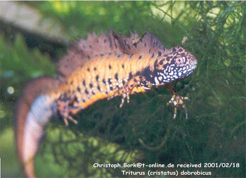 triturus dobrogicus2