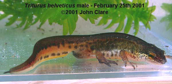 triturus helveticus