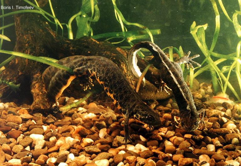 triturus karelinii