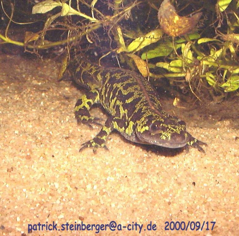 triturus marmoratus marmoratus1