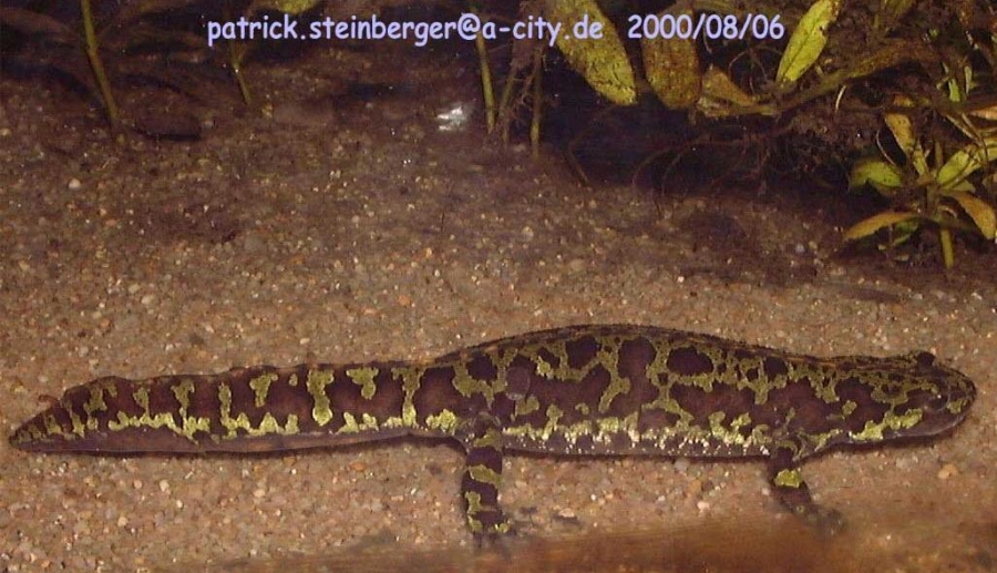 triturus marmoratus marmoratus2