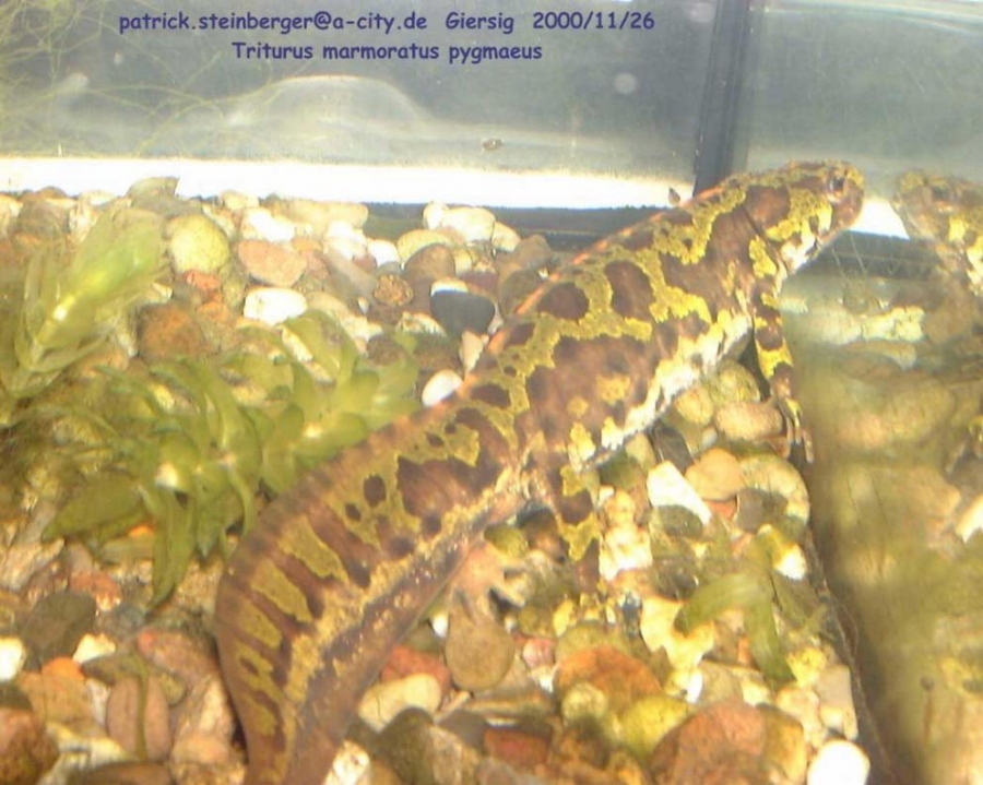 triturus marmoratus pygmaeus2