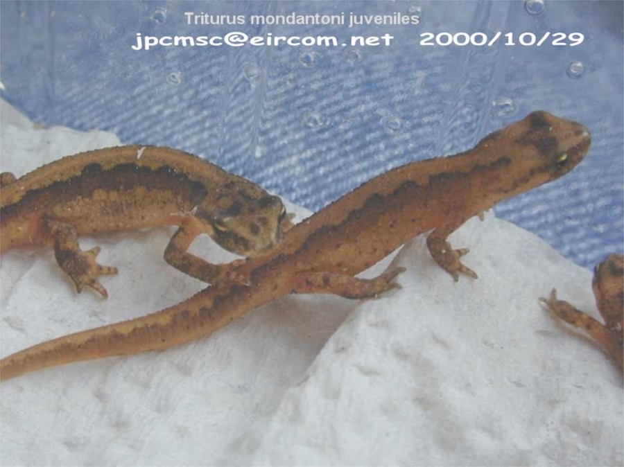 triturus montantoni juveniles