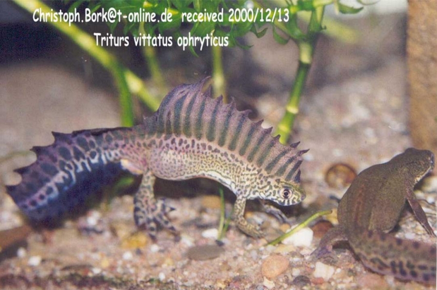 triturus vittatus ophryticus1