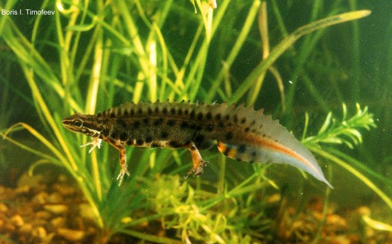 triturus vulgaris lantzi