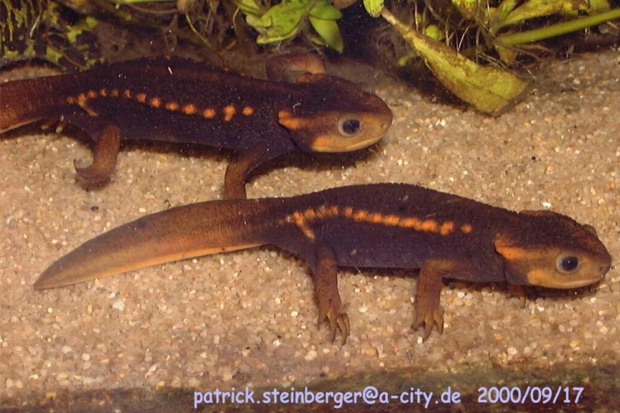 tylototriton verrucosus2