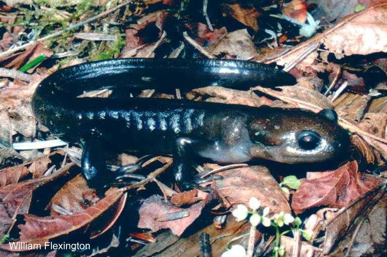 ambystoma gracile gracile