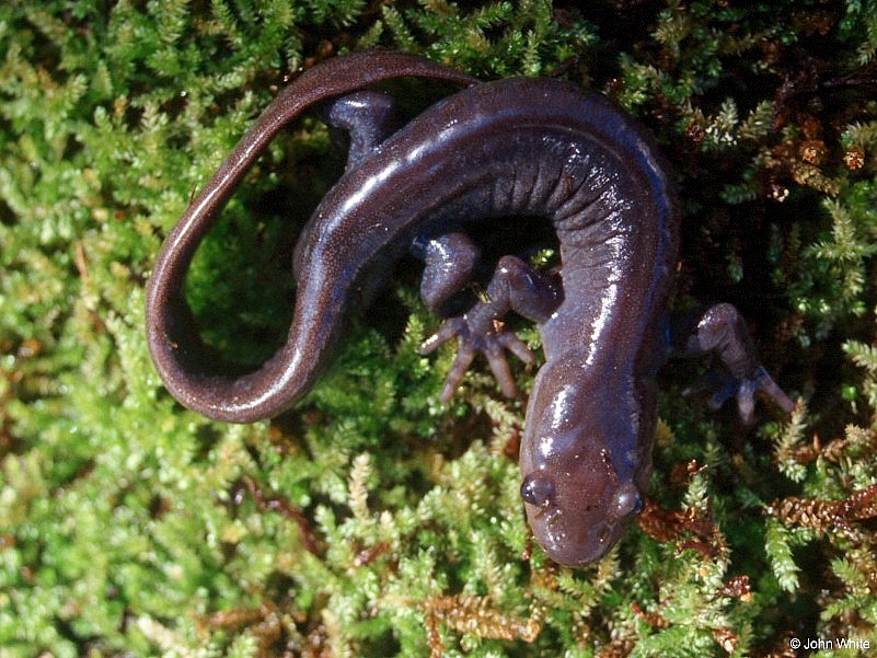 ambystoma jeffersonianum