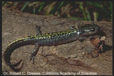 ambystoma macrodactylum sigillatum