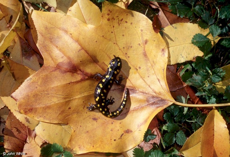 ambystoma maculatum1