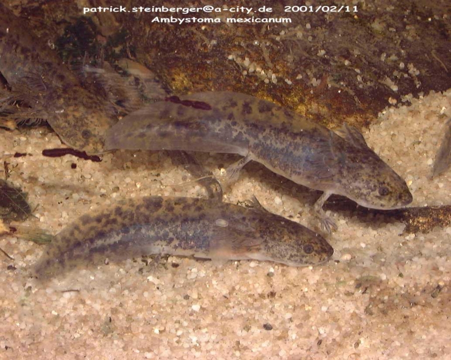 ambystoma mexicanum