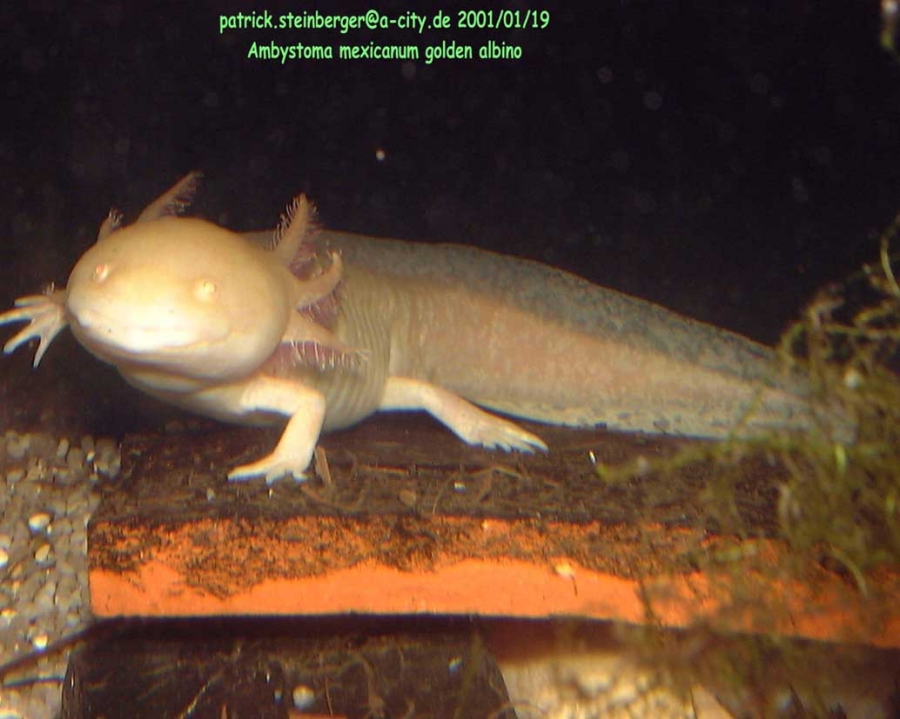 ambystoma mexicanum2